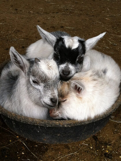 Baby Goats