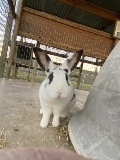 Black and White Bunny