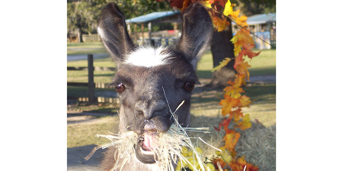 Excited Llama