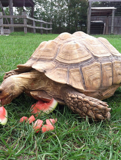 Turtle Eating Watermelon